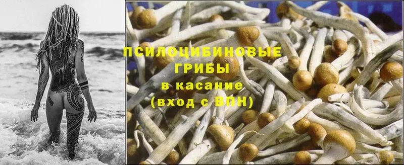 Псилоцибиновые грибы Psilocybine cubensis  наркошоп  blacksprut онион  Инсар 